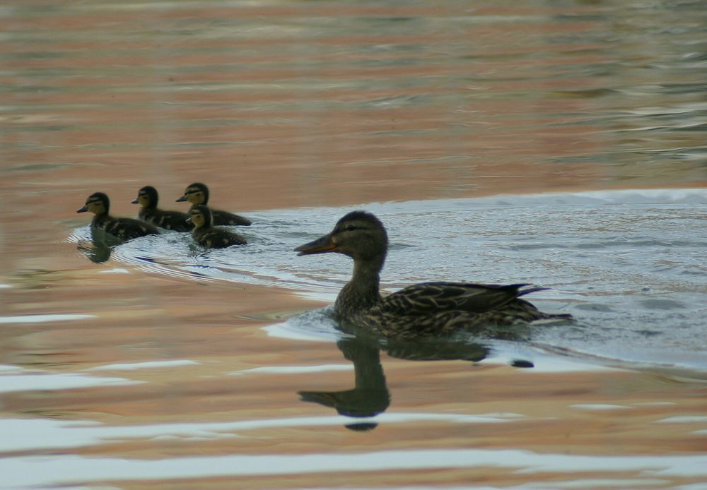 Enten auf dem Rhein