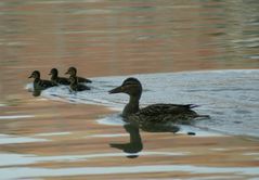 Enten auf dem Rhein