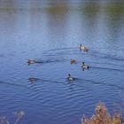 Enten auf dem Schiedersee