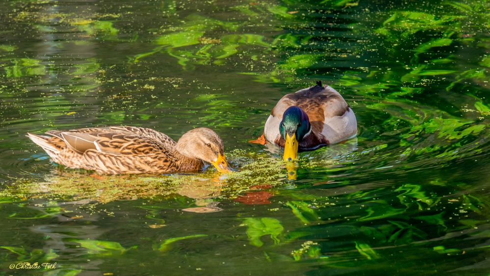 Enten auf dem Schlossteich 