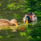 Enten auf dem Schlossteich 