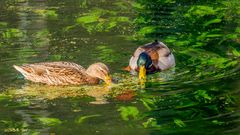 Enten auf dem Schlossteich 