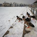 Enten auf dem Schnee 