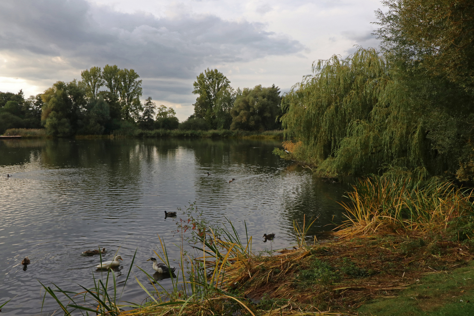 Enten auf dem See