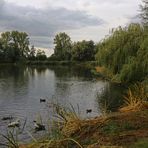 Enten auf dem See