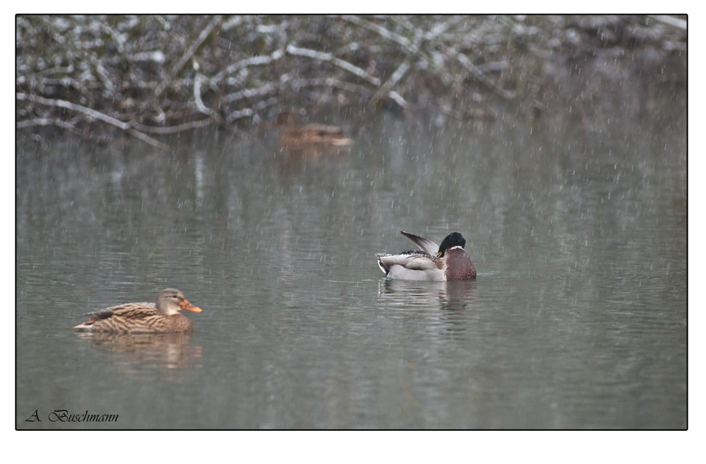 Enten auf dem See