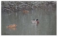 Enten auf dem See