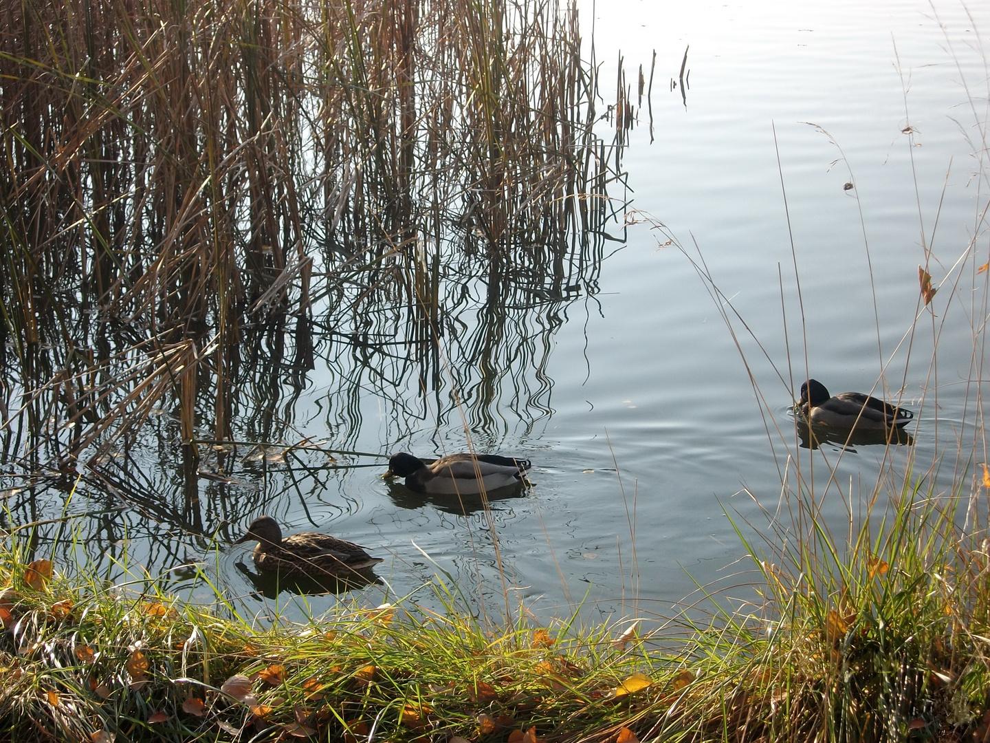 Enten auf dem See