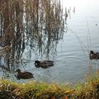 Enten auf dem See