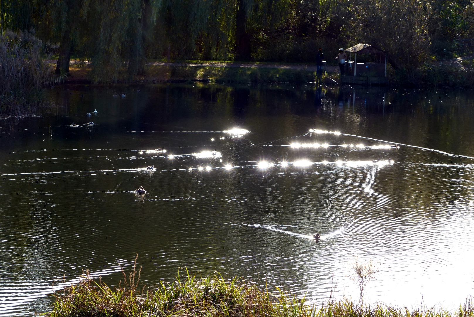 Enten auf dem See