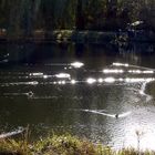 Enten auf dem See