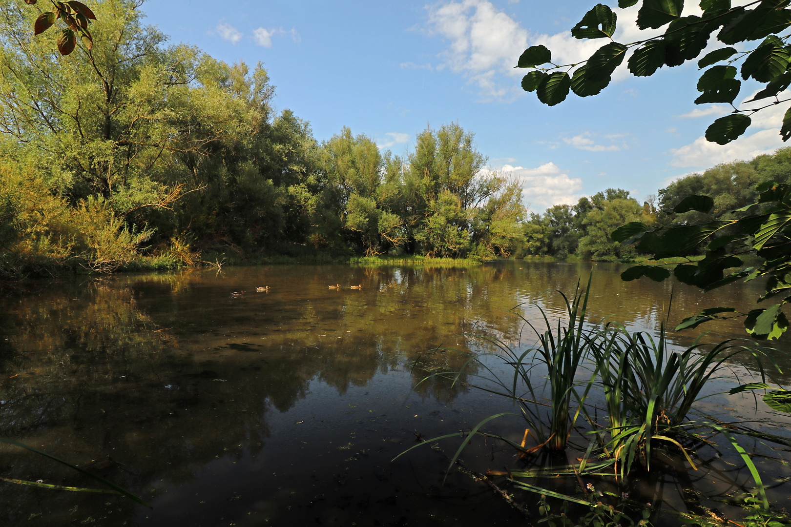 Enten auf dem Teich