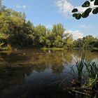 Enten auf dem Teich