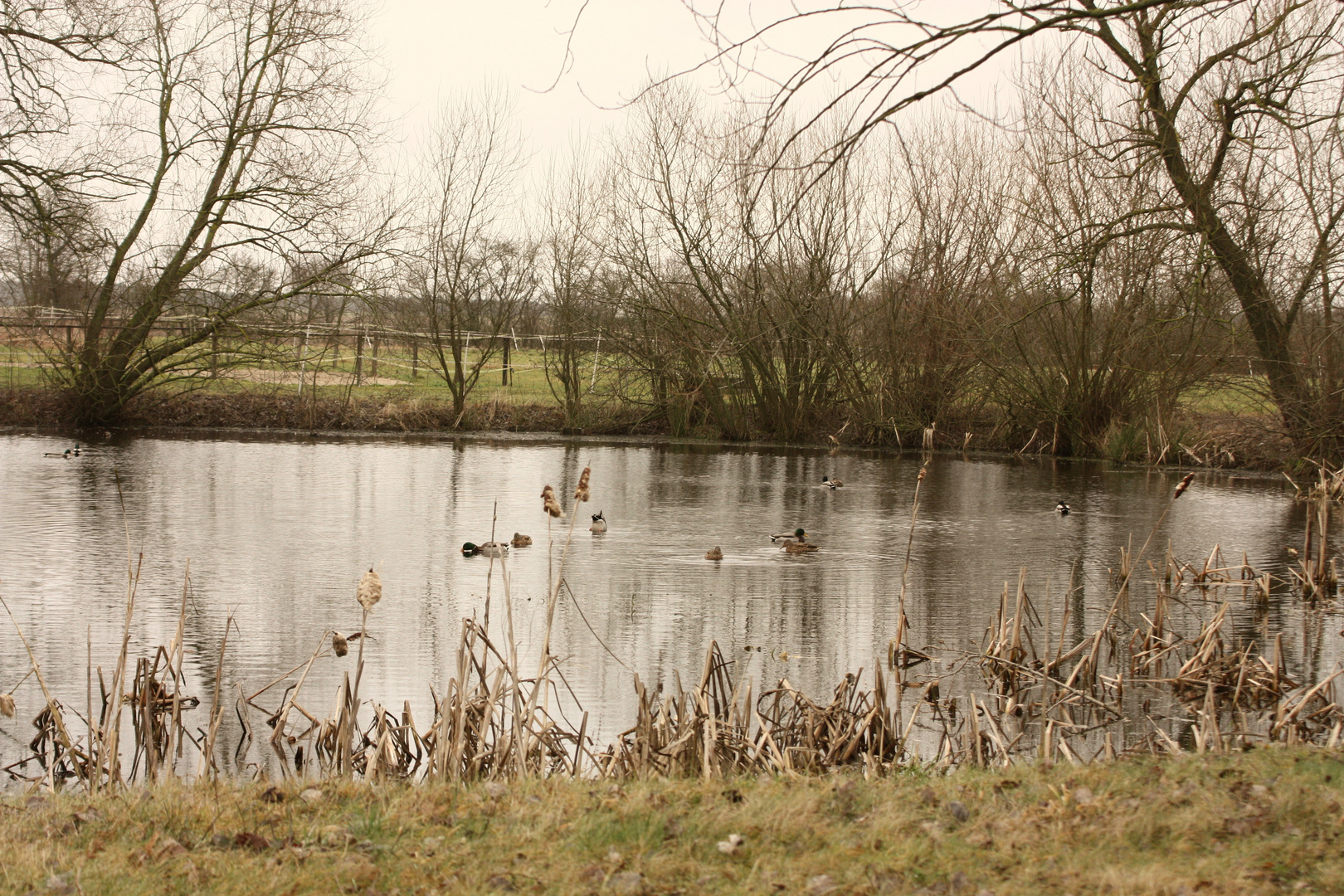 Enten auf dem Teich