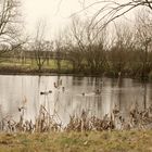 Enten auf dem Teich