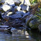 Enten auf dem Teich