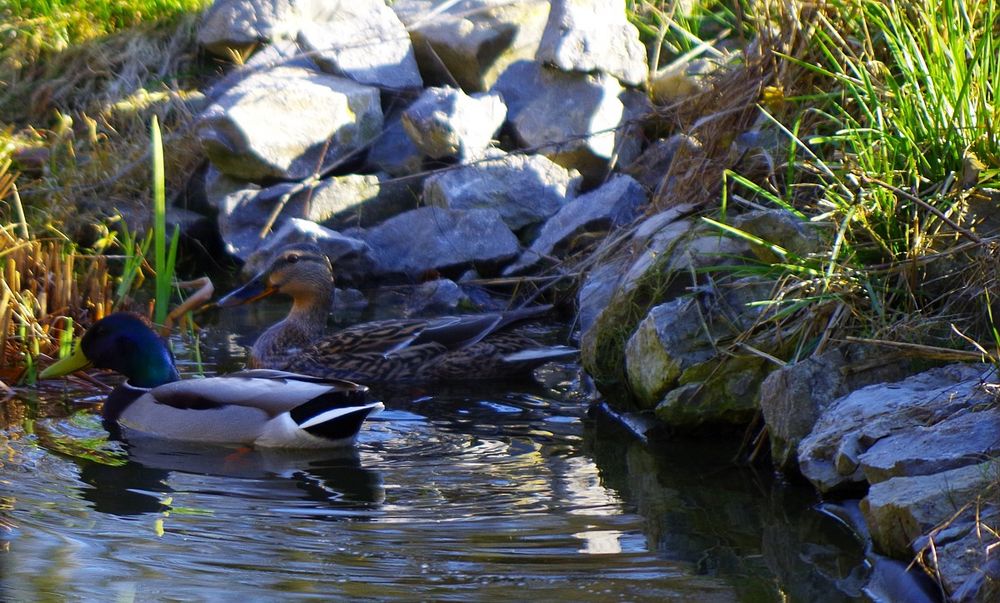 Enten auf dem Teich