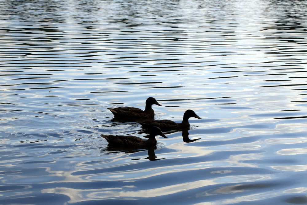 Enten auf dem vom Sonnenlicht schillernden Bruchsee