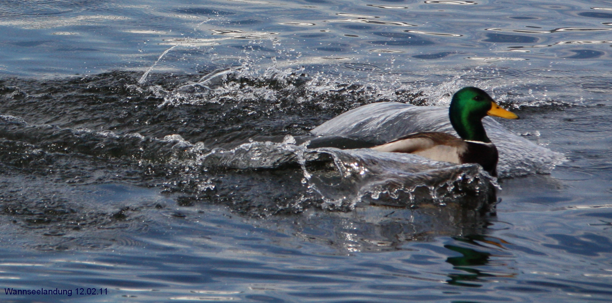 Enten auf dem Wannsee in Berlin