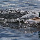 Enten auf dem Wannsee in Berlin