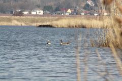 enten auf dem Werratalsee