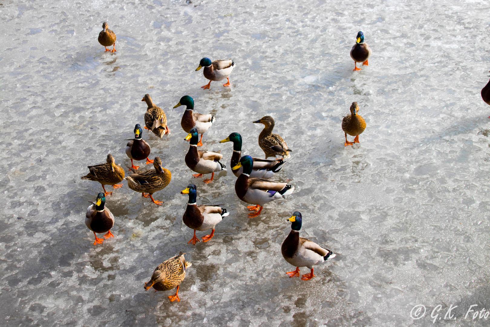 Enten auf dem zugefrorenen Wasser