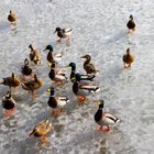 Enten auf dem zugefrorenen Wasser