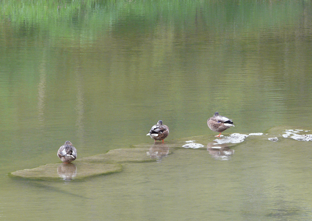 Enten auf der Eyach