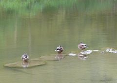 Enten auf der Eyach