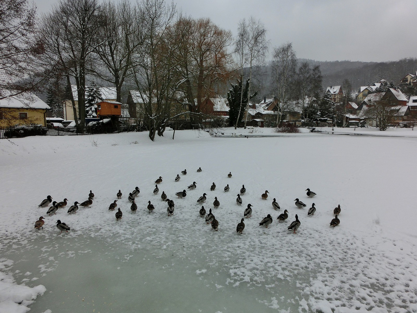 Enten auf der Flucht vor dem Winter  :-))