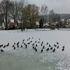 Enten auf der Flucht vor dem Winter  :-))