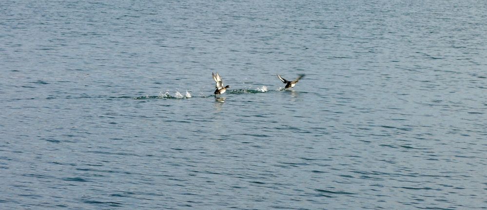 Enten auf der Flucht vor Pino.