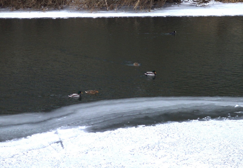 Enten auf der Lahn