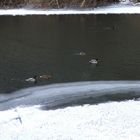 Enten auf der Lahn