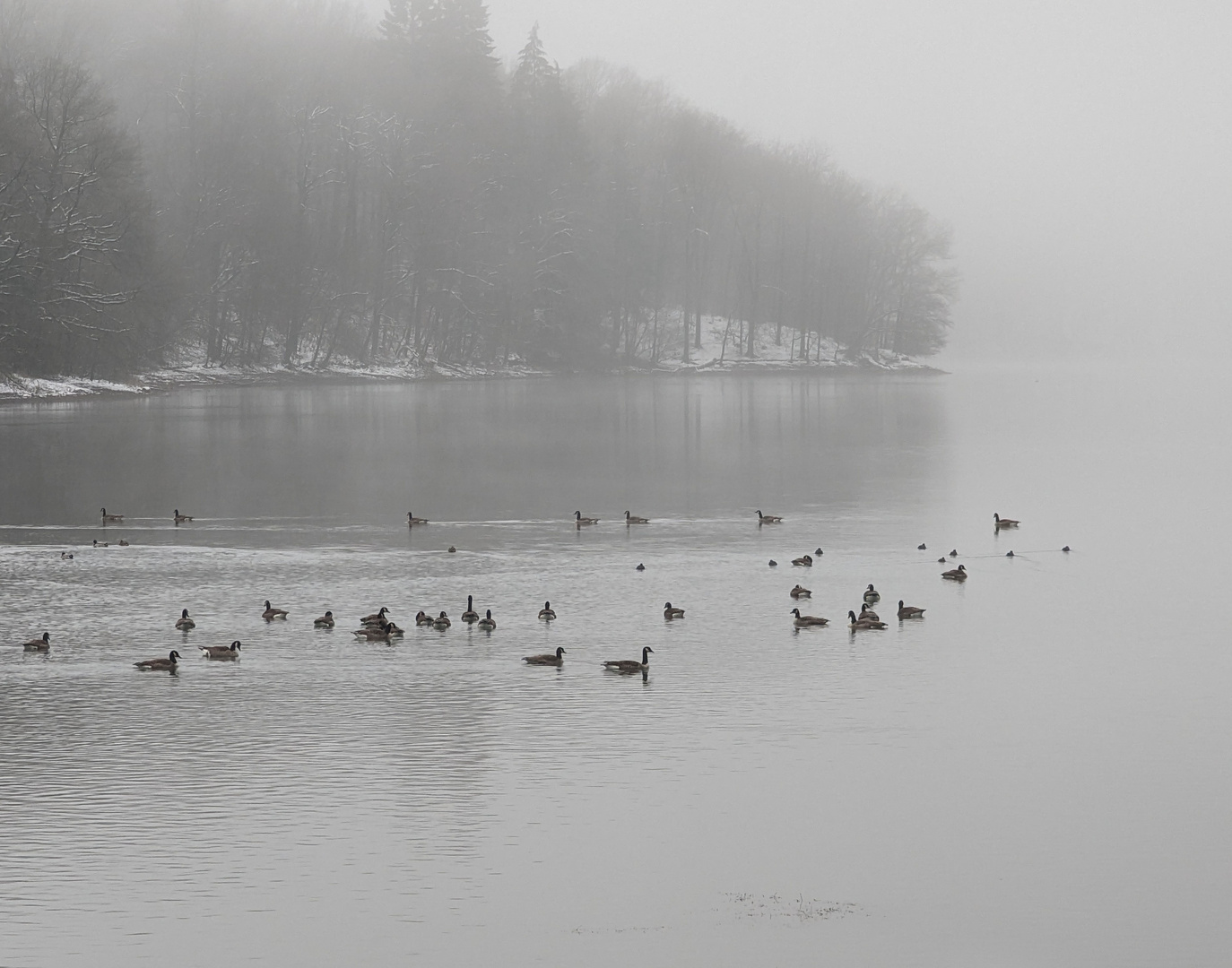 Enten auf der Neye