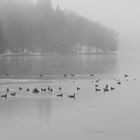 Enten auf der Neye