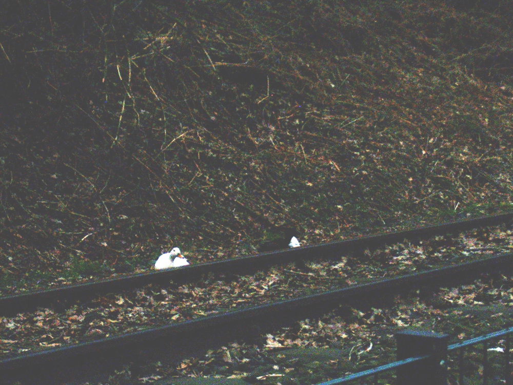 Enten auf der Ruhrtalbahn