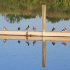 Enten auf der Stange