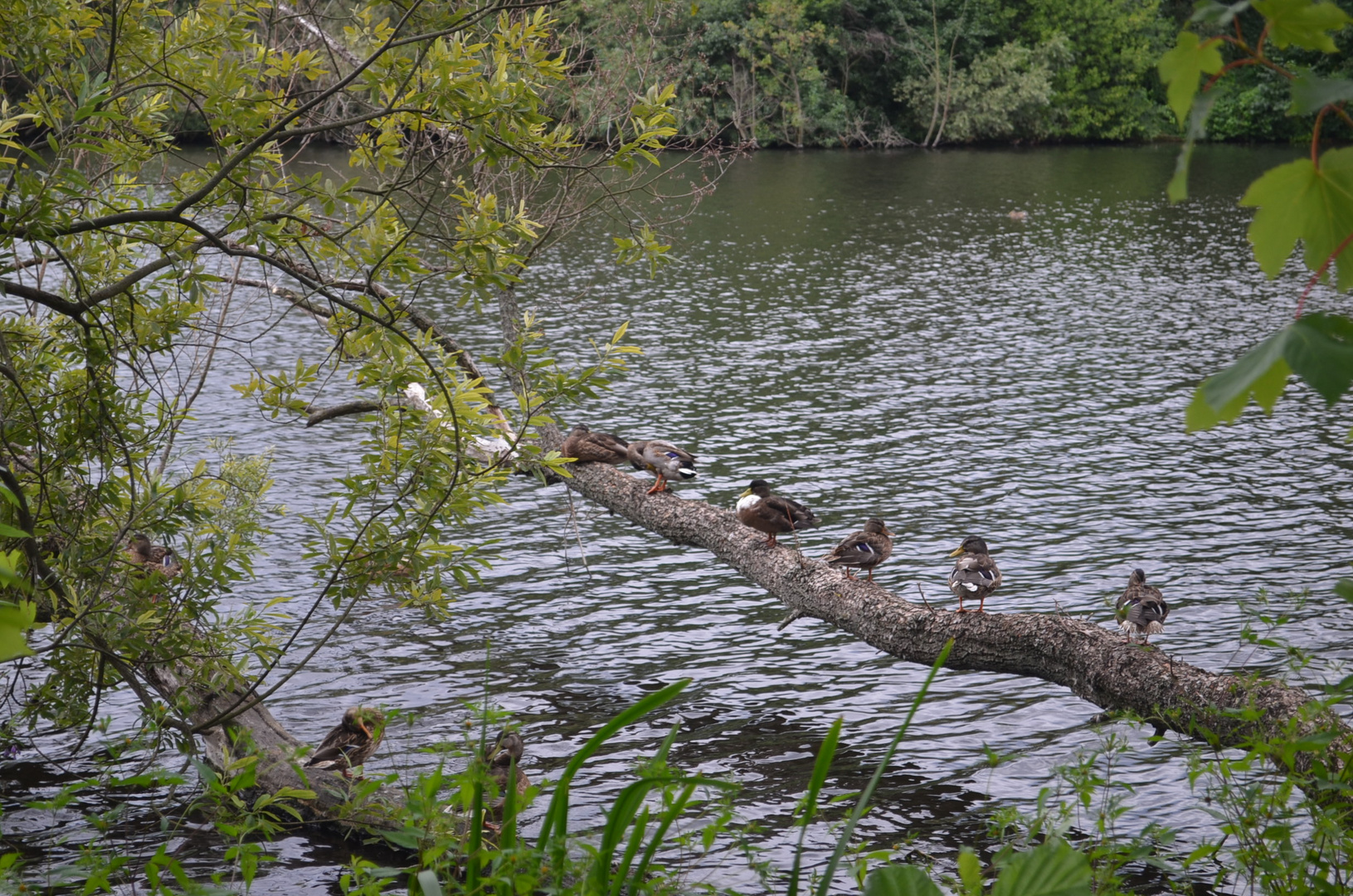 Enten auf der Stange :)