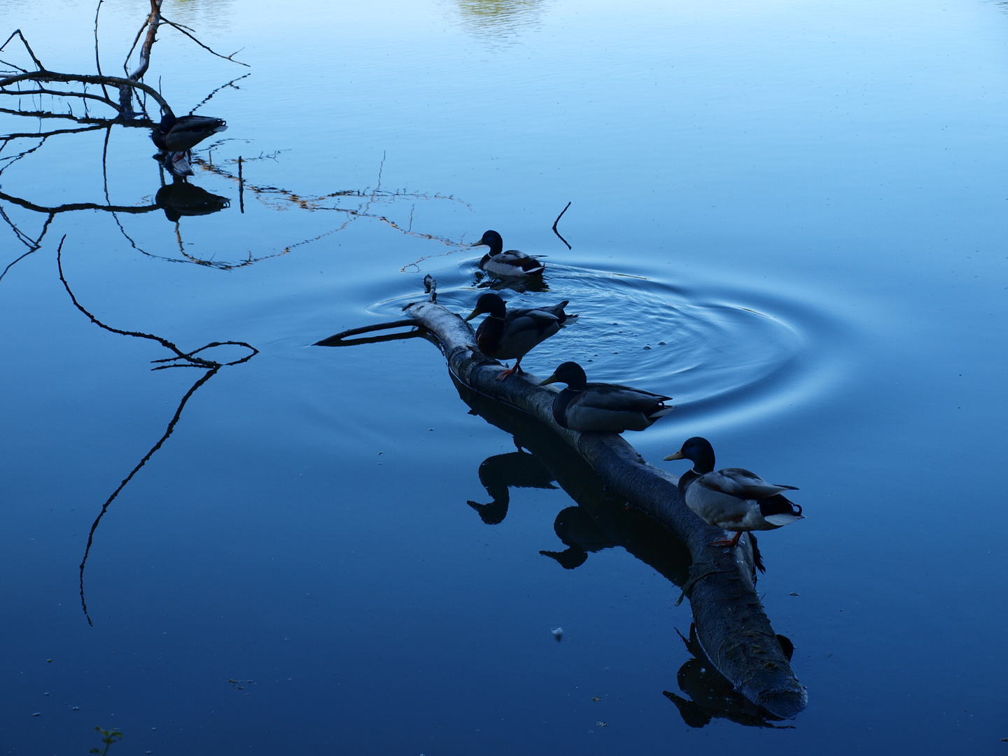 Enten auf der Stange