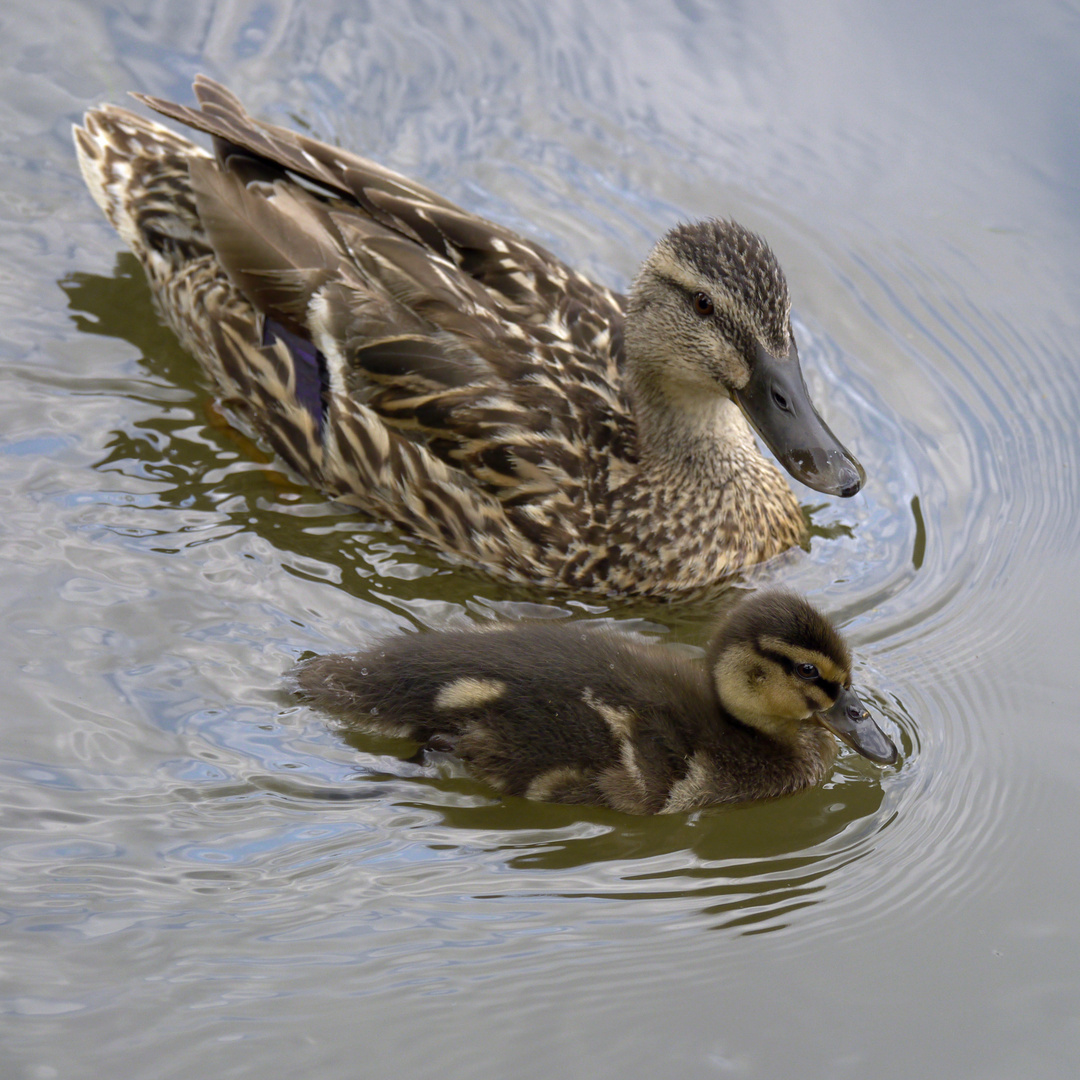 Enten auf der Weschnitz bei Einhausen