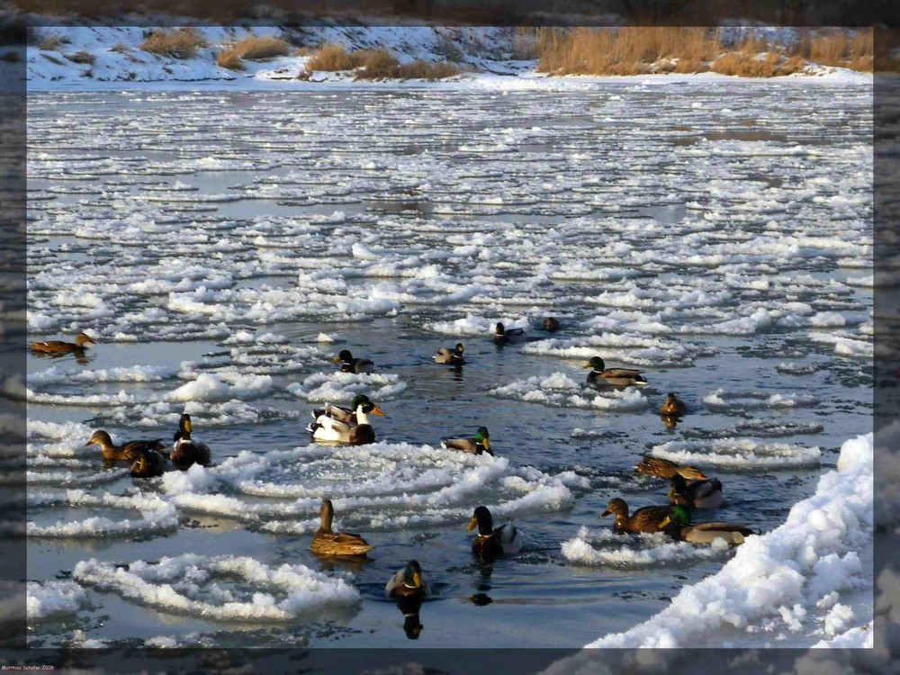 Enten auf der Weser in Lüchtringen