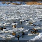 Enten auf der Weser in Lüchtringen