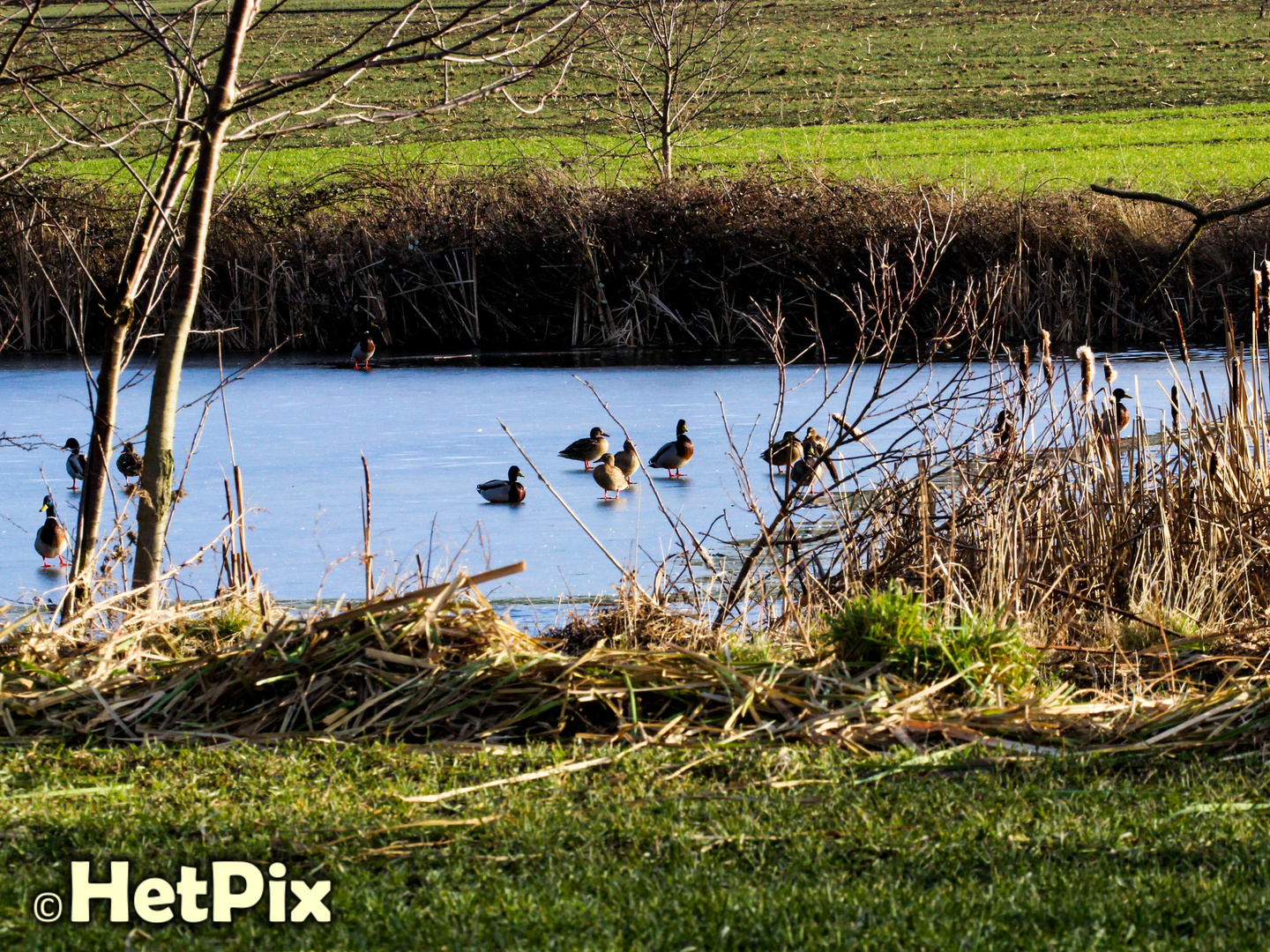 Enten auf einem zugefrorenen See