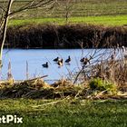 Enten auf einem zugefrorenen See