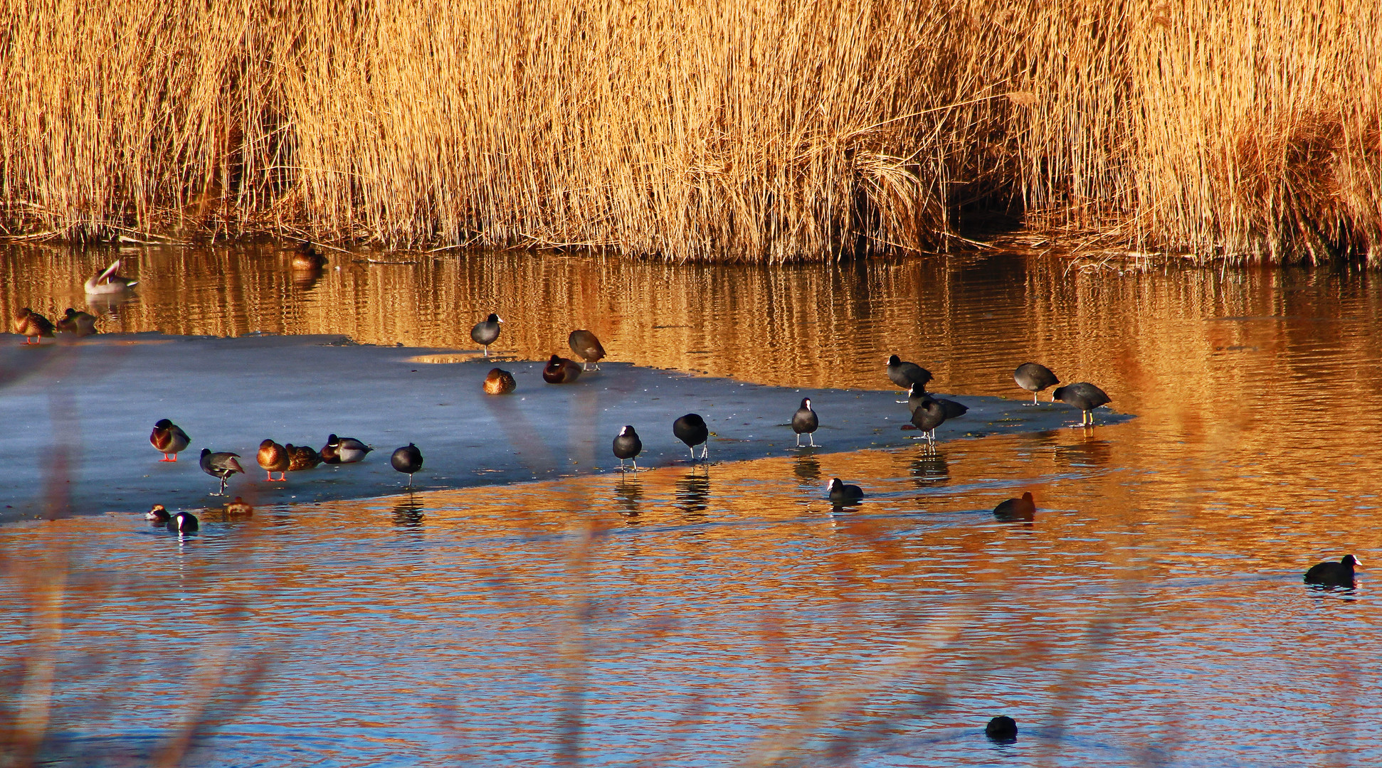 Enten auf Eis