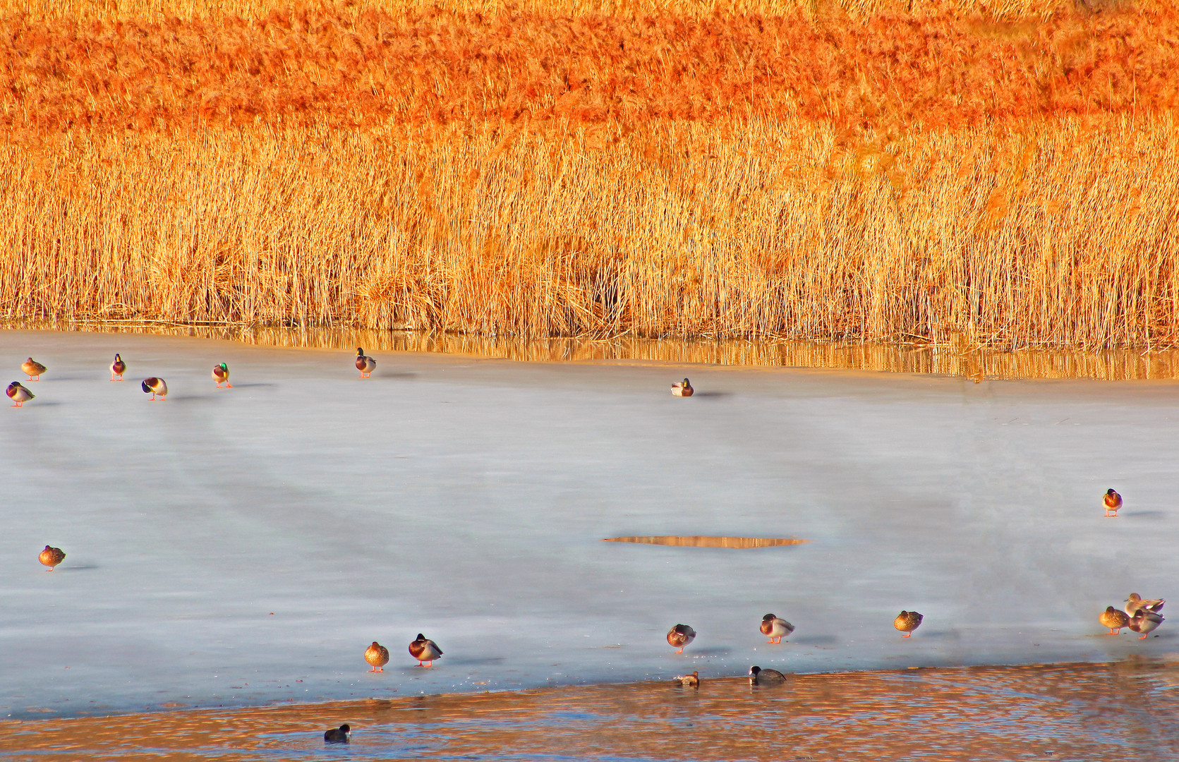 Enten auf Eis in Schilflandschaft