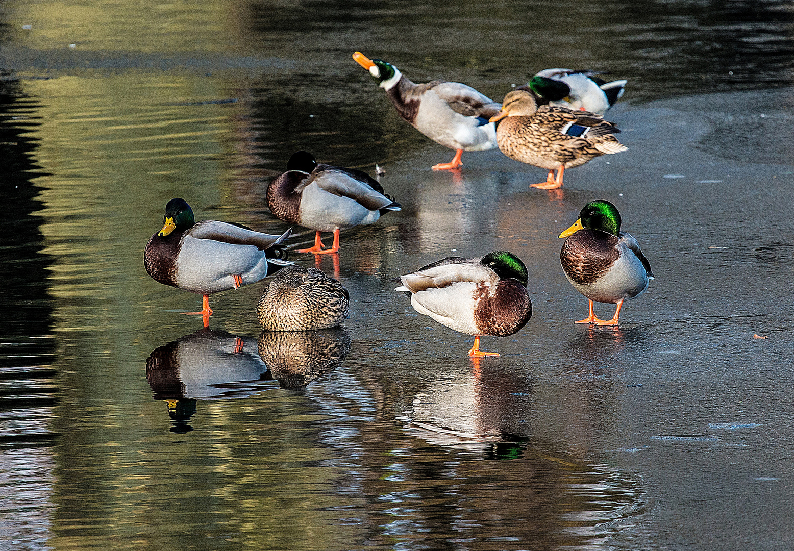 Enten auf Eisscholle .. 