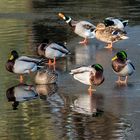 Enten auf Eisscholle .. 