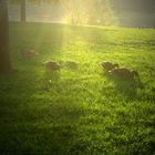 Enten auf Futterjagd